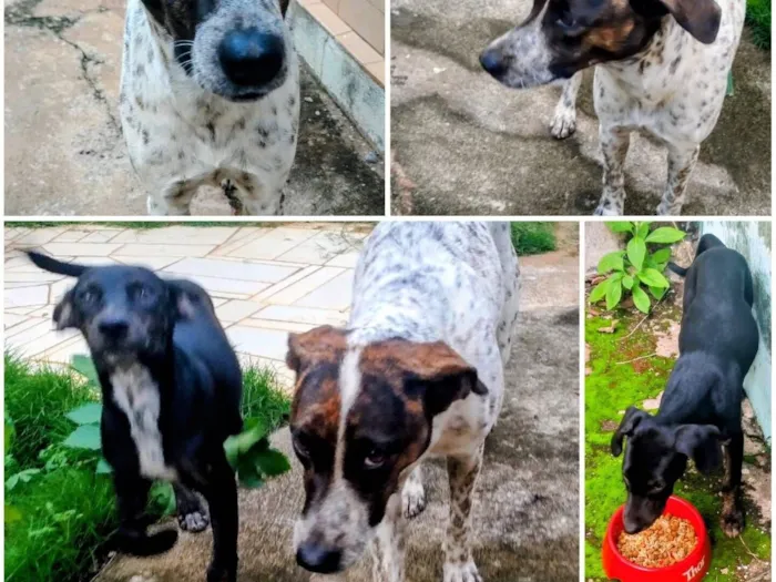 Cachorro raça SRD-ViraLata idade 2 a 6 meses nome Não tem 