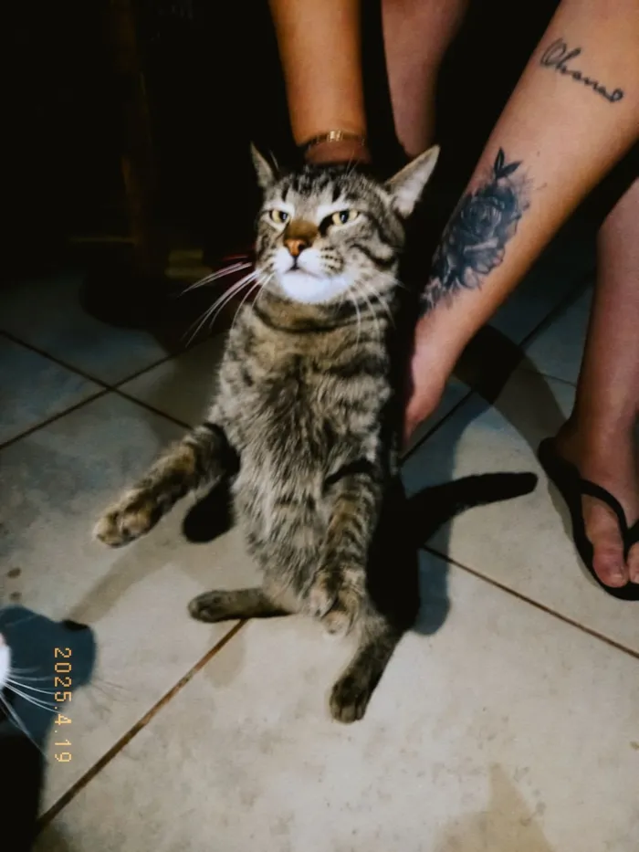 Gato raça SRD-ViraLata idade 1 ano nome Luff