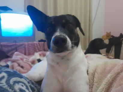 Cachorro raça SRD-ViraLata idade 3 anos nome Teco