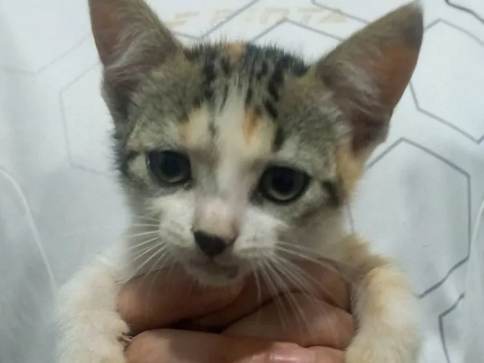 Gato raça SRD-ViraLata idade 2 a 6 meses nome Sol