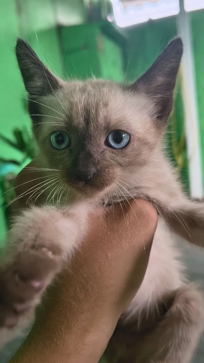 Gato raça SRD-ViraLata idade 2 a 6 meses nome Não tem nome ainda 