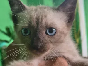 Gato raça SRD-ViraLata idade 2 a 6 meses nome Não tem nome