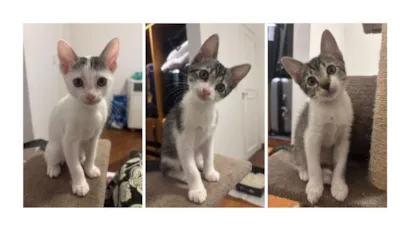 Gato raça SRD-ViraLata idade Abaixo de 2 meses nome Juquinha, Violeta e Margarida