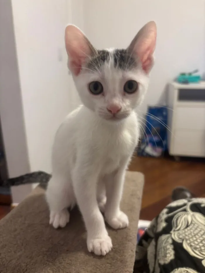 Gato raça SRD-ViraLata idade Abaixo de 2 meses nome Juquinha, Violeta e Margarida