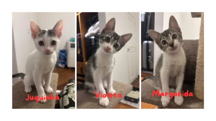 Gato raça SRD-ViraLata idade Abaixo de 2 meses nome Juquinha, Violeta e Margarida