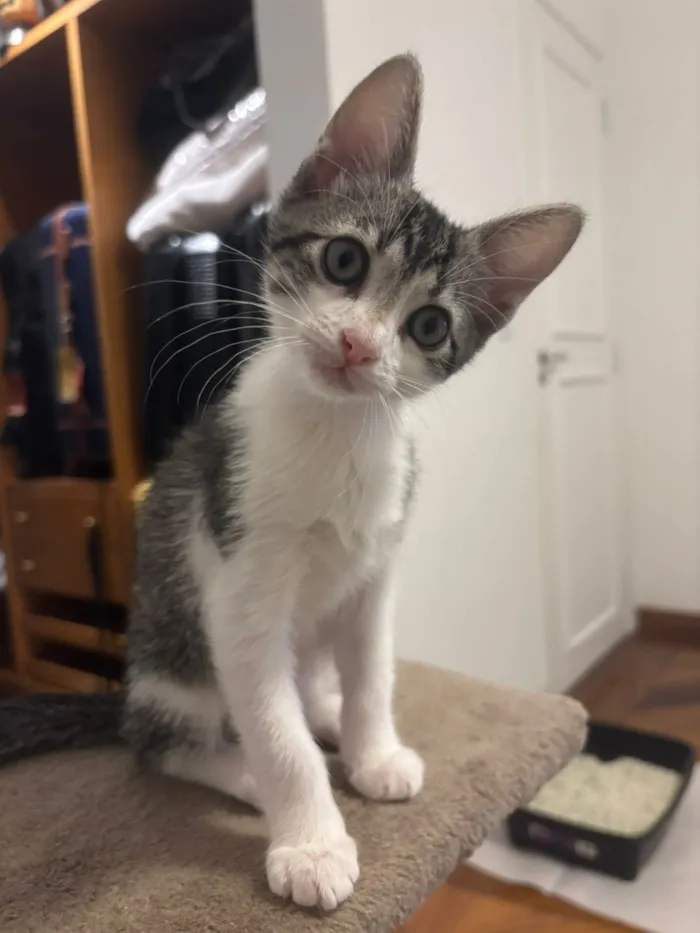 Gato raça SRD-ViraLata idade Abaixo de 2 meses nome Juquinha, Violeta e Margarida