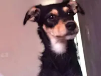 Cachorro raça SRD-ViraLata idade 1 ano nome Pandora 