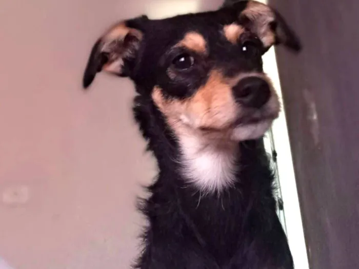 Cachorro raça SRD-ViraLata idade 1 ano nome Pandora 