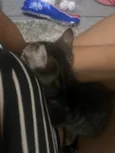 Gato raça SRD-ViraLata idade 2 a 6 meses nome Pity é thy- perdidos 