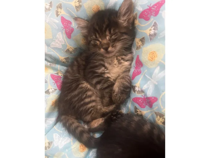 Gato raça SRD-ViraLata idade 2 a 6 meses nome Pity é thy- perdidos 