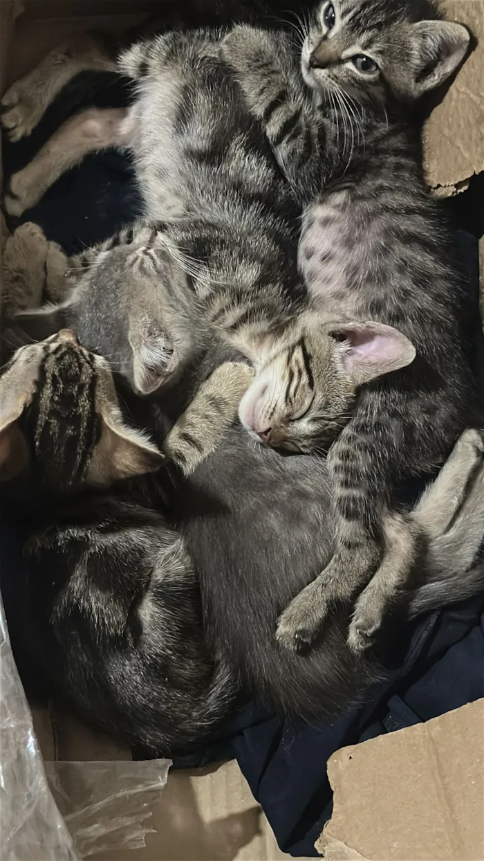 Gato raça Exótico idade Abaixo de 2 meses nome Resgatei esses animais, ajudem.