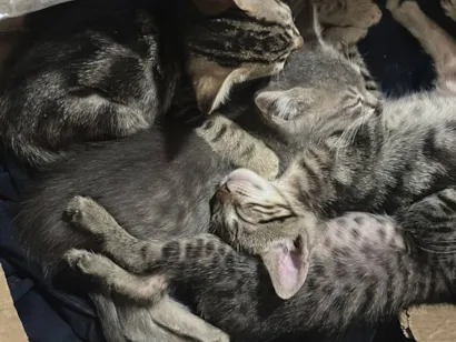 Gato raça Exótico idade Abaixo de 2 meses nome Resgatei esses animais, ajudem.