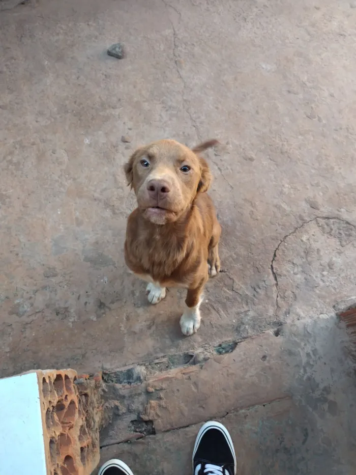 Cachorro raça SRD-ViraLata idade 7 a 11 meses nome URSO