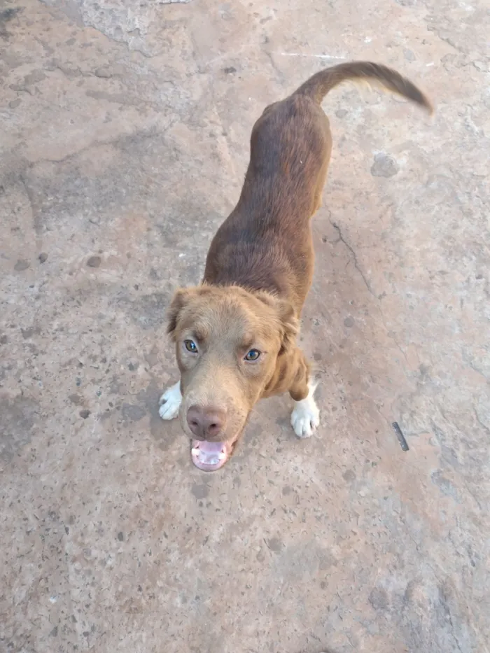 Cachorro raça SRD-ViraLata idade 7 a 11 meses nome URSO