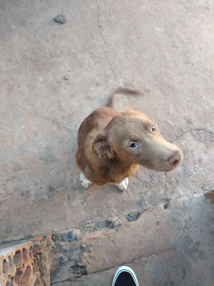 Cachorro raça SRD-ViraLata idade 7 a 11 meses nome URSO