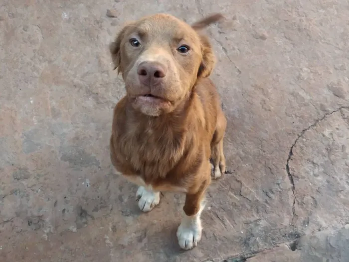 Cachorro raça SRD-ViraLata idade 7 a 11 meses nome URSO