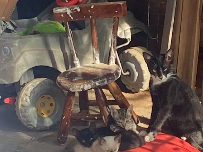 Gato raça Siamês idade Abaixo de 2 meses nome Rousielly 