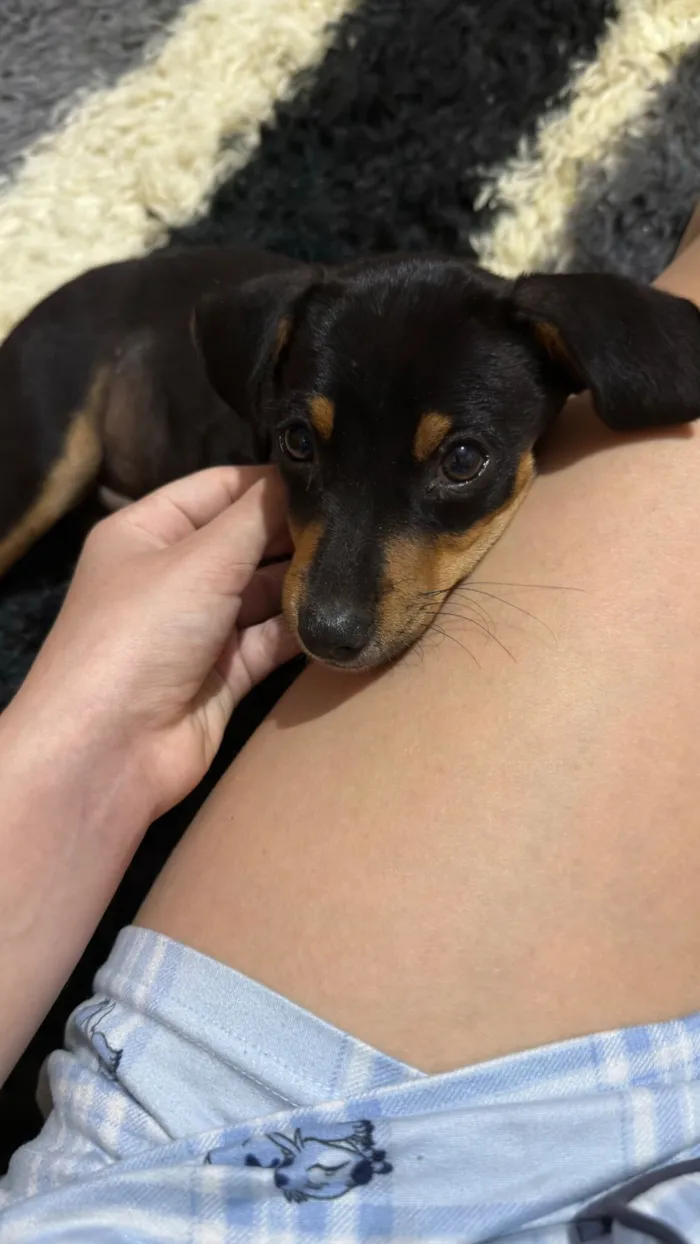 Cachorro raça SRD-ViraLata idade Abaixo de 2 meses nome Sem nome