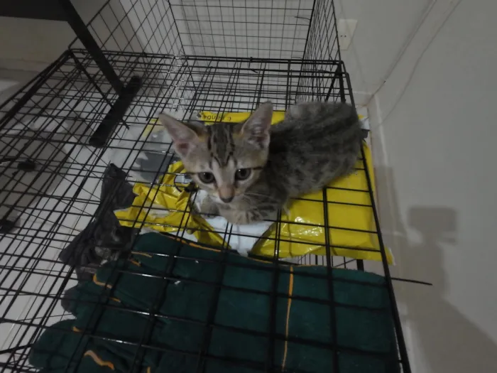 Gato raça SRD-ViraLata idade 2 a 6 meses nome Gatinhas FIV e FeLV Negativo - castração garantida