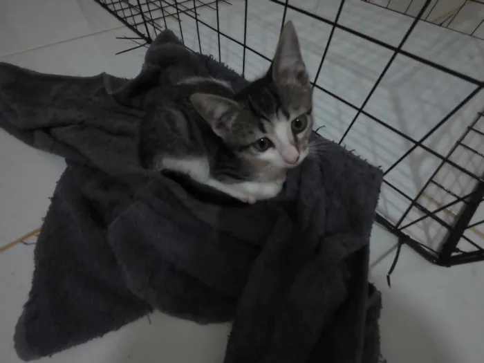 Gato raça SRD-ViraLata idade 2 a 6 meses nome Gatinhas FIV e FeLV Negativo - castração garantida