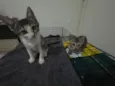 Gatinhas FIV e FeLV Negativo - castração garantida