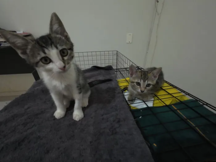 Gato raça SRD-ViraLata idade 2 a 6 meses nome Gatinhas FIV e FeLV Negativo - castração garantida