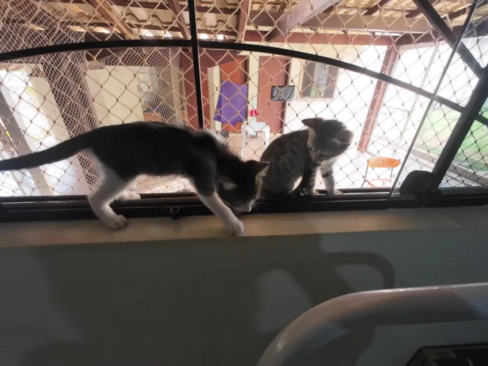 Gato raça SRD-ViraLata idade 2 a 6 meses nome Gatinhas FIV e FeLV Negativo - castração garantida