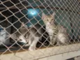 Gatinhas FIV e FeLV Negativo - castração garantida