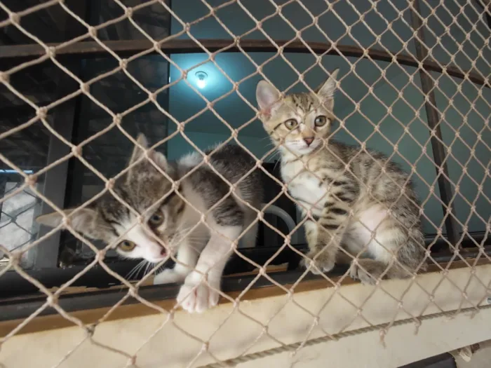 Gato raça SRD-ViraLata idade 2 a 6 meses nome Gatinhas FIV e FeLV Negativo - castração garantida