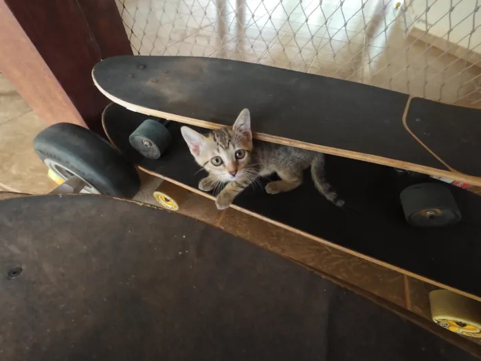 Gato raça SRD-ViraLata idade 2 a 6 meses nome Gatinhas FIV e FeLV Negativo - castração garantida