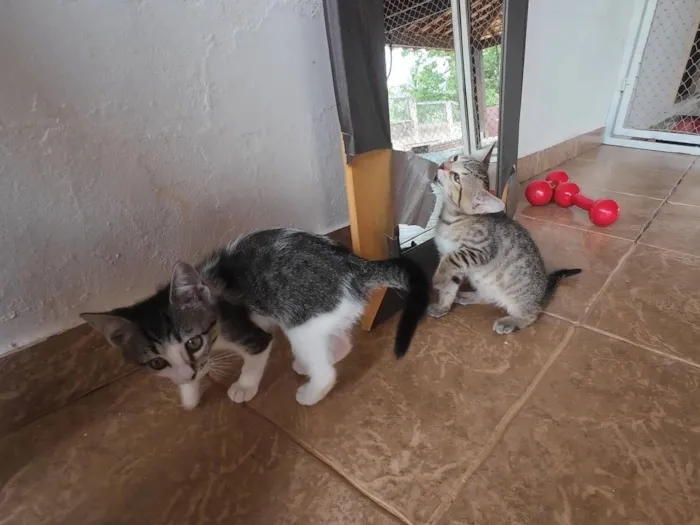 Gato raça SRD-ViraLata idade 2 a 6 meses nome Gatinhas FIV e FeLV Negativo - castração garantida