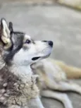 Cachorro raça Husky Siberiano idade 2 anos nome Apolo