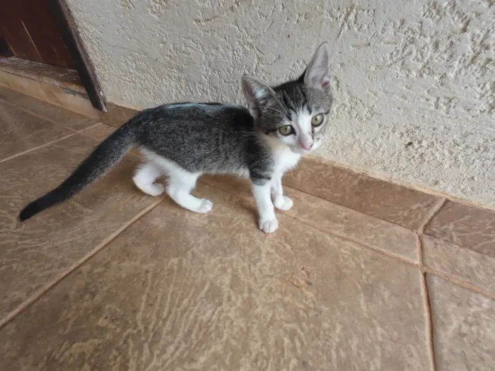 Gato raça SRD-ViraLata idade 2 a 6 meses nome Gatinhas FIV e FeLV Negativo - castração garantida