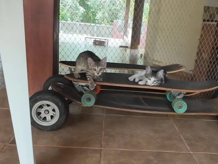 Gato raça SRD-ViraLata idade 2 a 6 meses nome Gatinhas FIV e FeLV Negativo - castração garantida