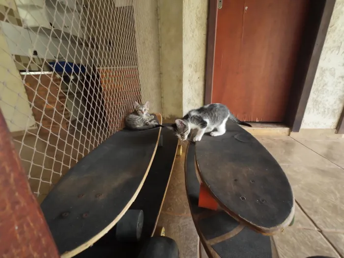 Gatinhas FIV e FeLV Negativo - castração garantida