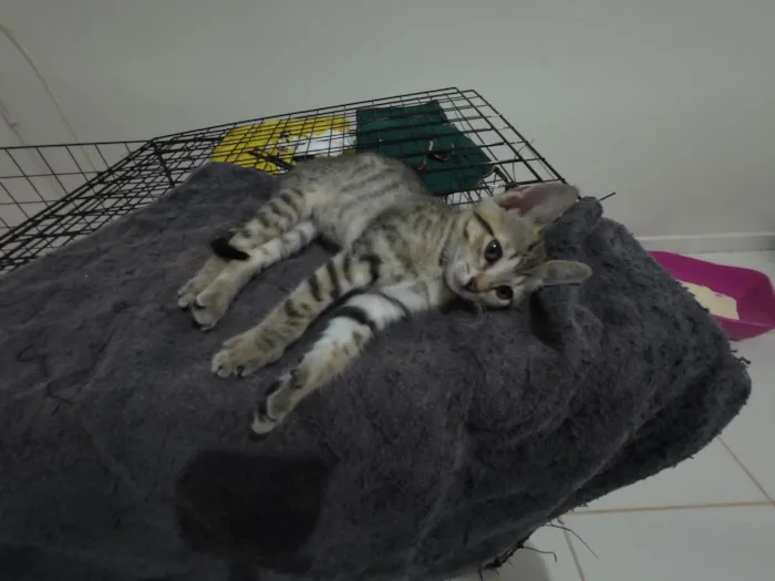 Gato raça SRD-ViraLata idade 2 a 6 meses nome Gatinhas FIV e FeLV Negativo - castração garantida