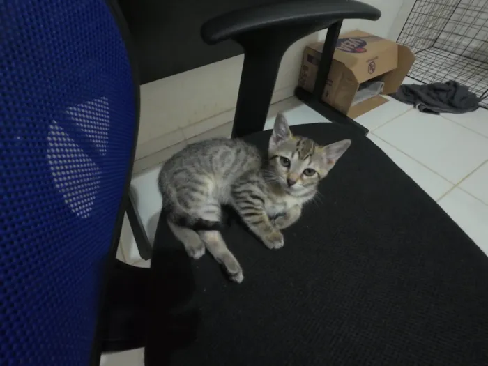 Gato raça SRD-ViraLata idade 2 a 6 meses nome Gatinhas FIV e FeLV Negativo - castração garantida