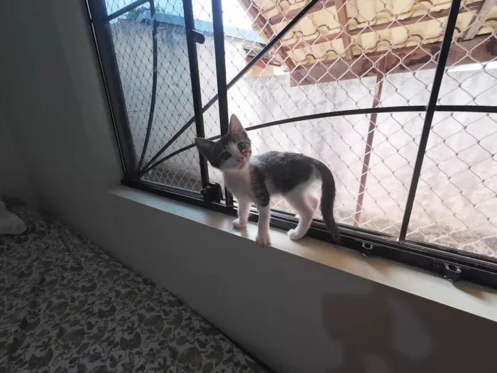 Gatinhas FIV e FeLV Negativo - castração garantida