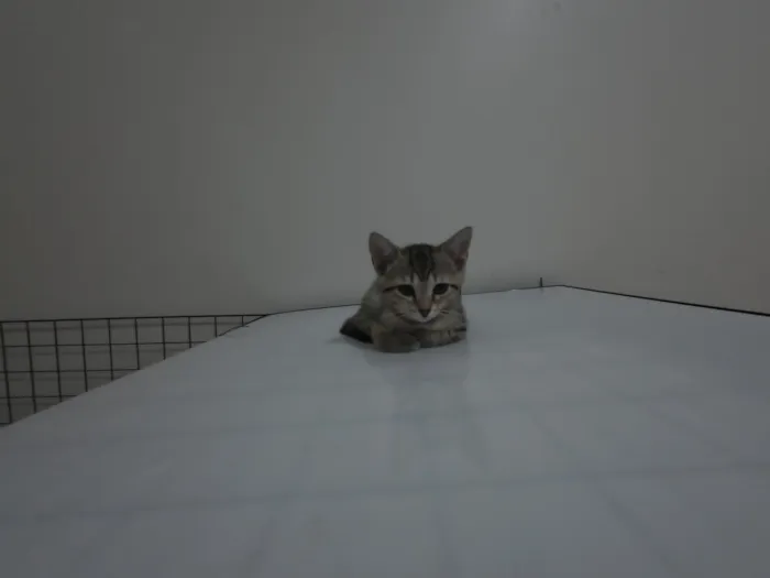 Gato raça SRD-ViraLata idade 2 a 6 meses nome Gatinhas FIV e FeLV Negativo - castração garantida