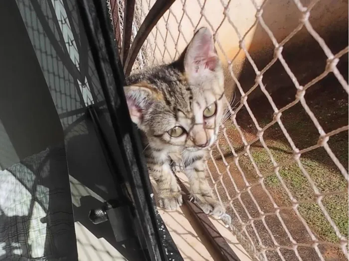 Gato raça SRD-ViraLata idade 2 a 6 meses nome Gatinhas FIV e FeLV Negativo - castração garantida