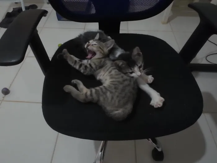 Gatinhas FIV e FeLV Negativo - castração garantida