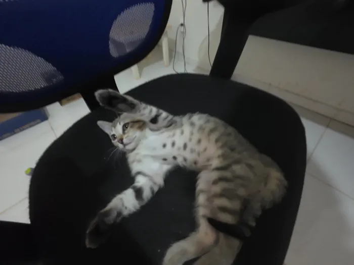 Gato raça SRD-ViraLata idade 2 a 6 meses nome Gatinhas FIV e FeLV Negativo - castração garantida