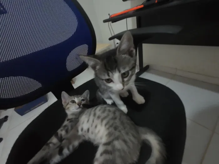 Gatinhas FIV e FeLV Negativo - castração garantida