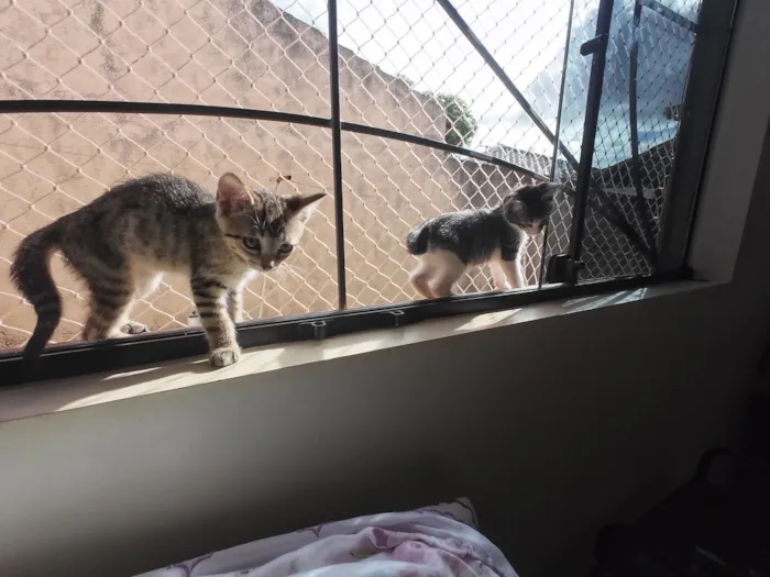 Gatinhas FIV e FeLV Negativo - castração garantida