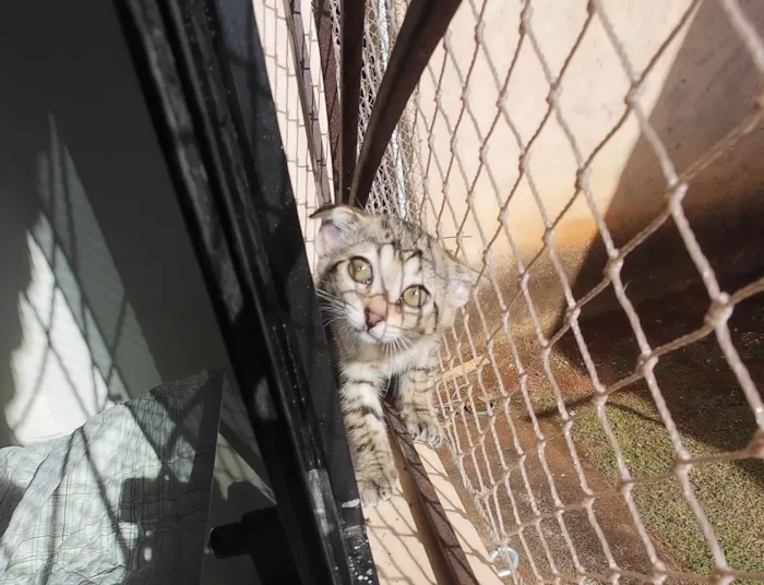 Gato raça SRD-ViraLata idade 2 a 6 meses nome Gatinhas FIV e FeLV Negativo - castração garantida