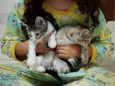 Gatinhas FIV e FeLV Negativo - castração garantida