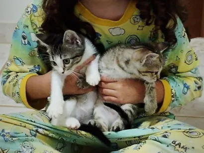Gato raça SRD-ViraLata idade 2 a 6 meses nome Gatinhas FIV e FeLV Negativo - castração garantida