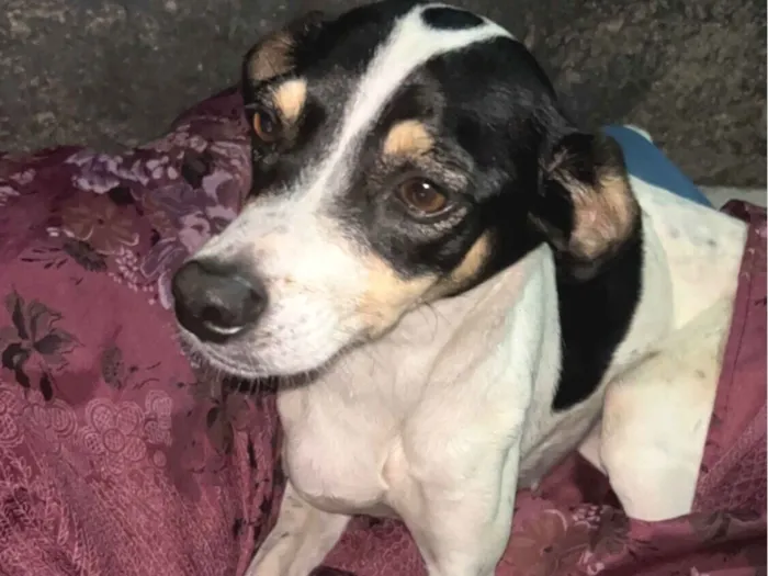 Cachorro raça SRD-ViraLata idade 2 a 6 meses nome Não sei 