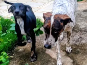 Cachorro raça SRD-ViraLata idade 2 a 6 meses nome Não tem 