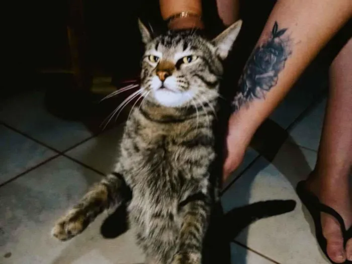 Gato raça SRD-ViraLata idade 1 ano nome Luff